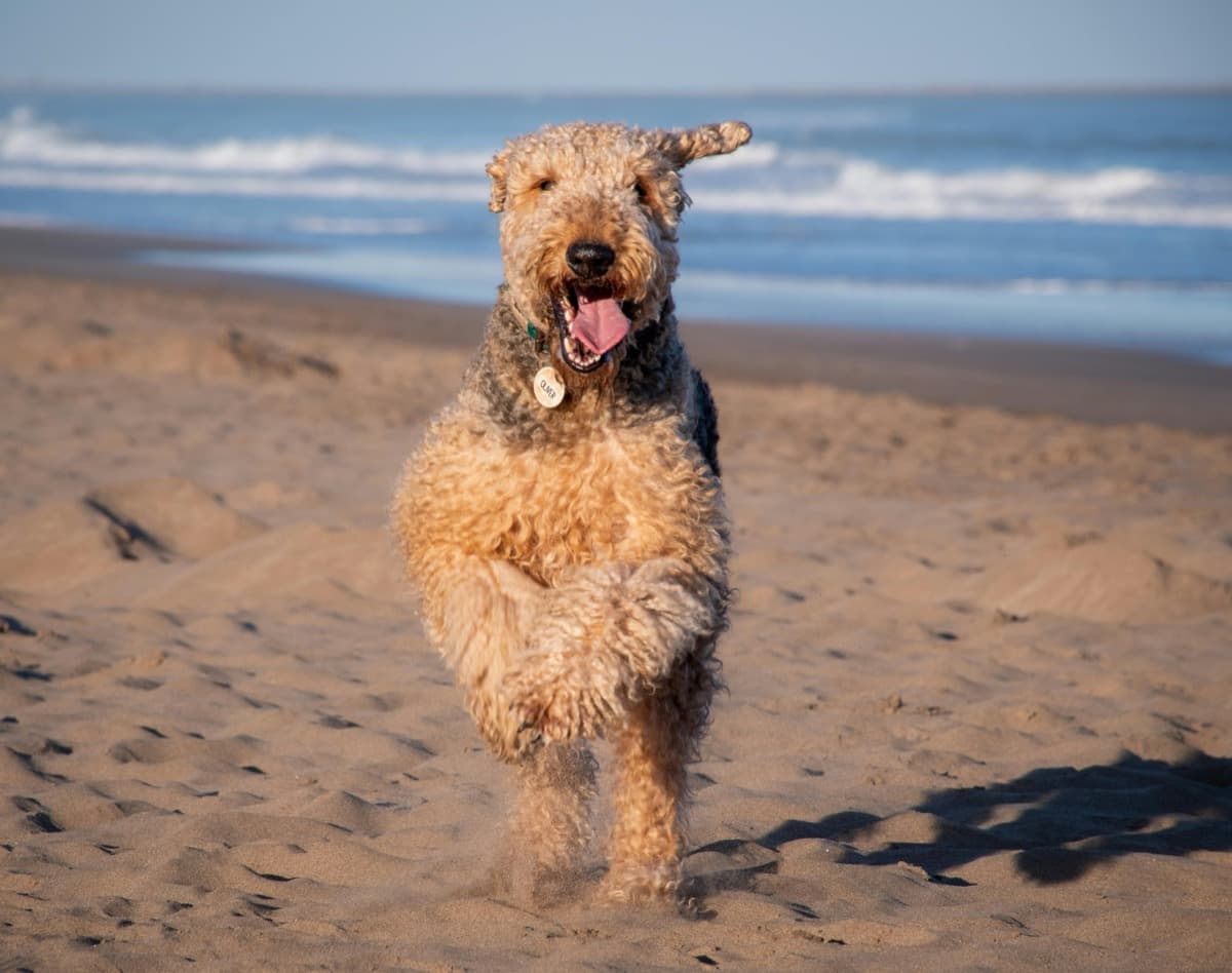 Airedale Terrier running on beach showing natural wire coat texture
