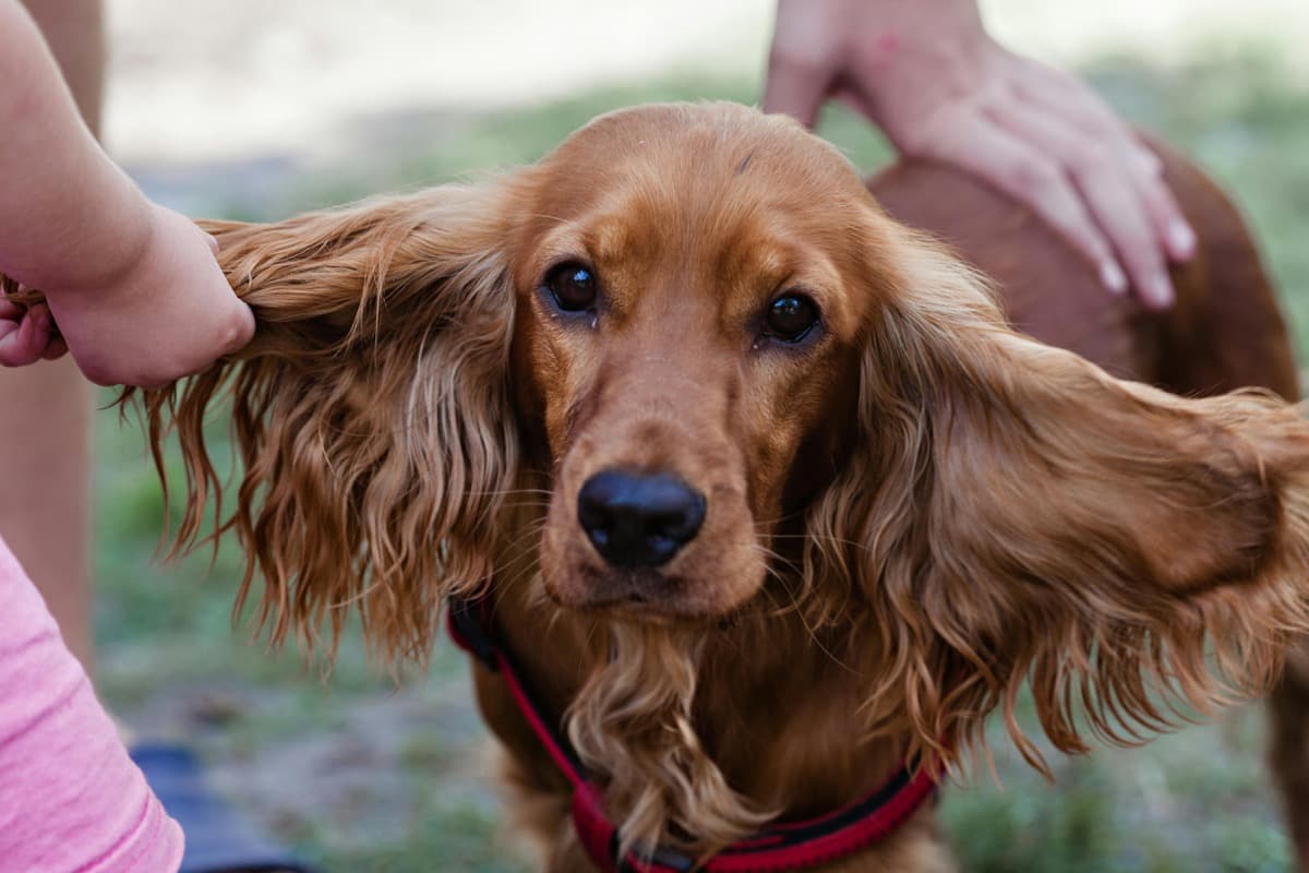 Cocker Spaniel de pelo duro - uma das racas que beneficia de hand stripping