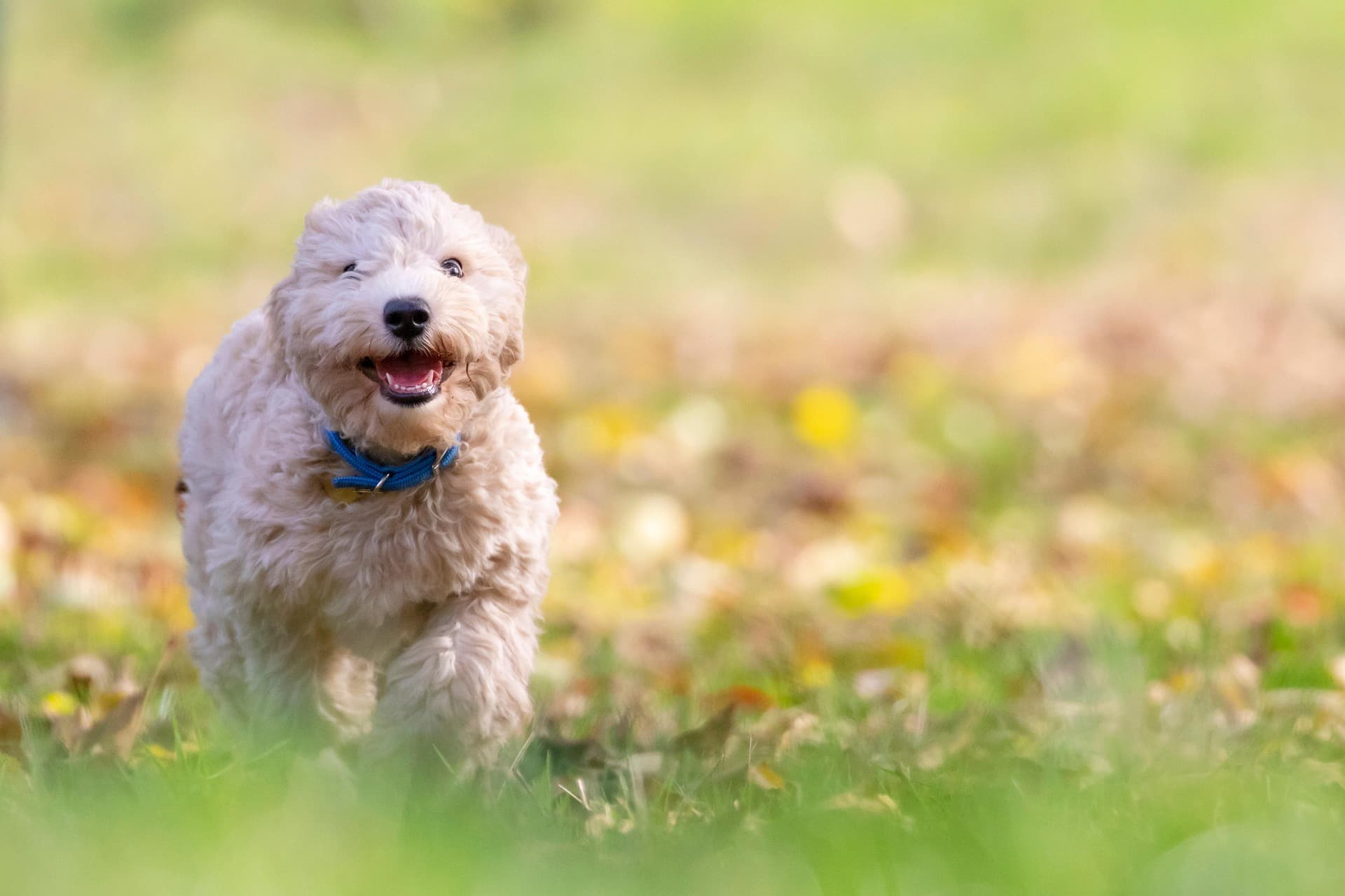 Goldendoodle com pelo encaracolado bem cuidado a correr na relva