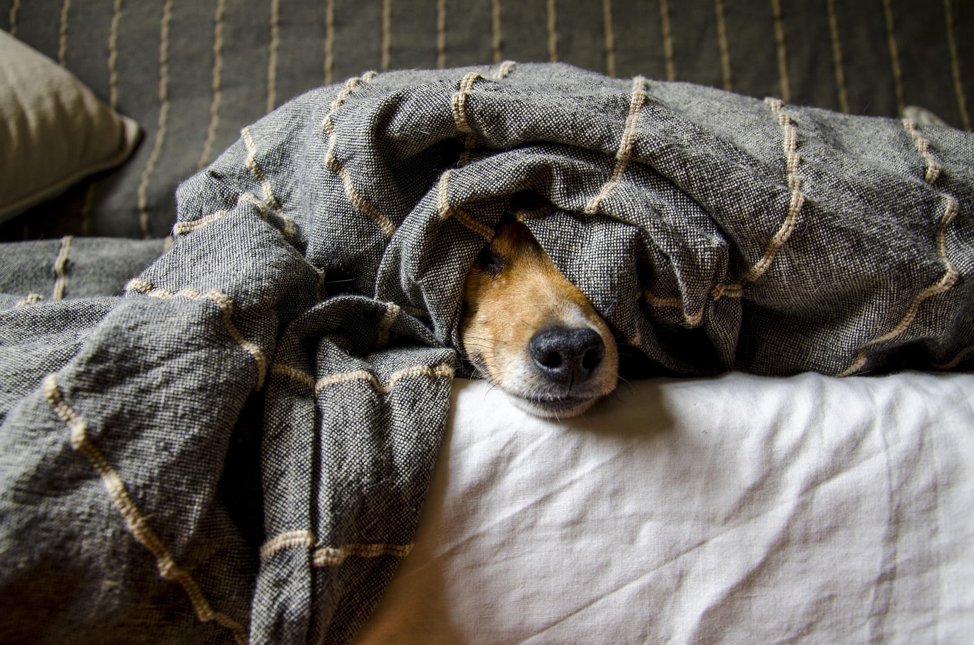 Dog peeking from under a blanket after bath - coat care between grooming sessions