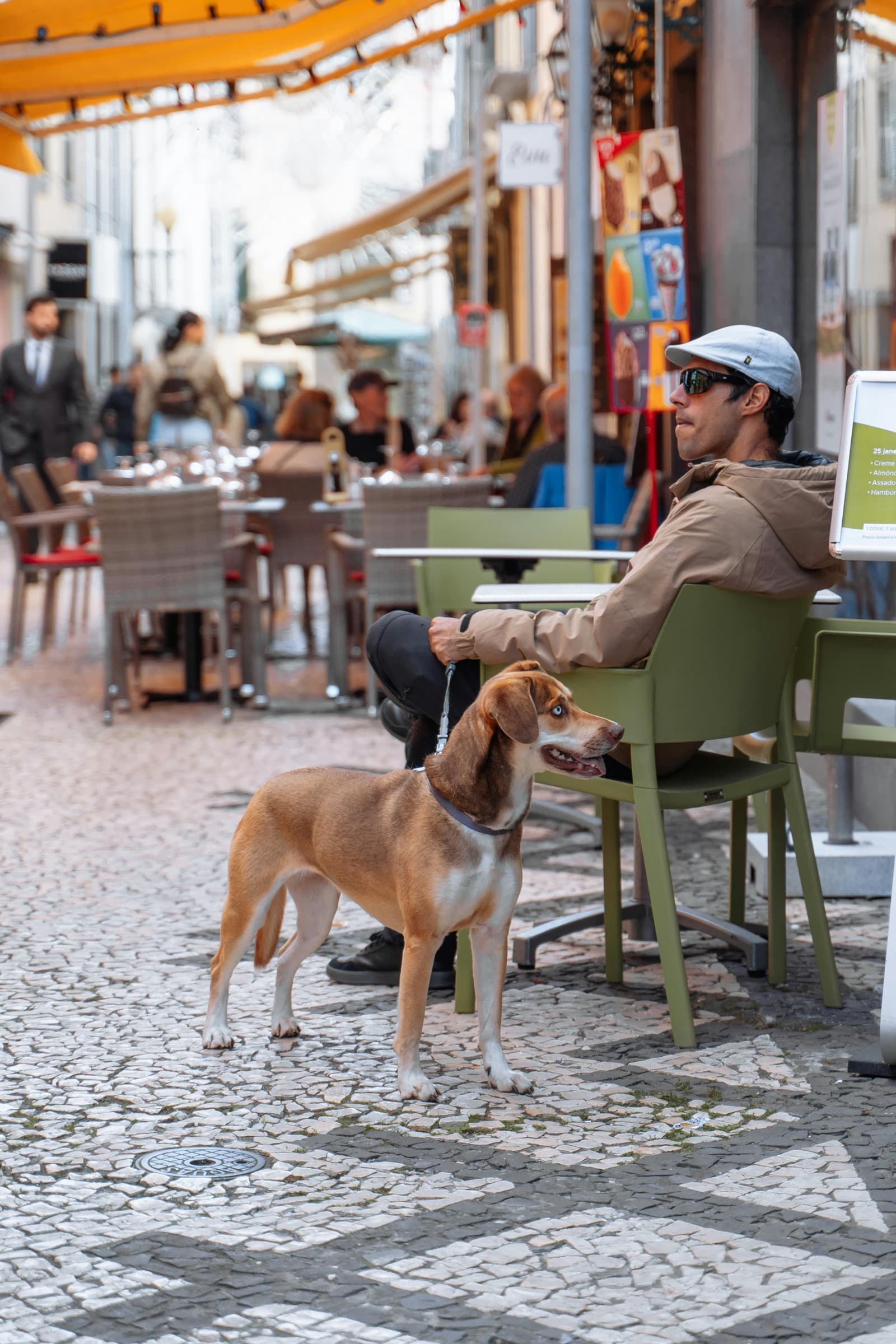 Un perro mestizo tranquilo de pie sobre adoquines portugueses junto a su dueno en una terraza de cafe de Lisboa