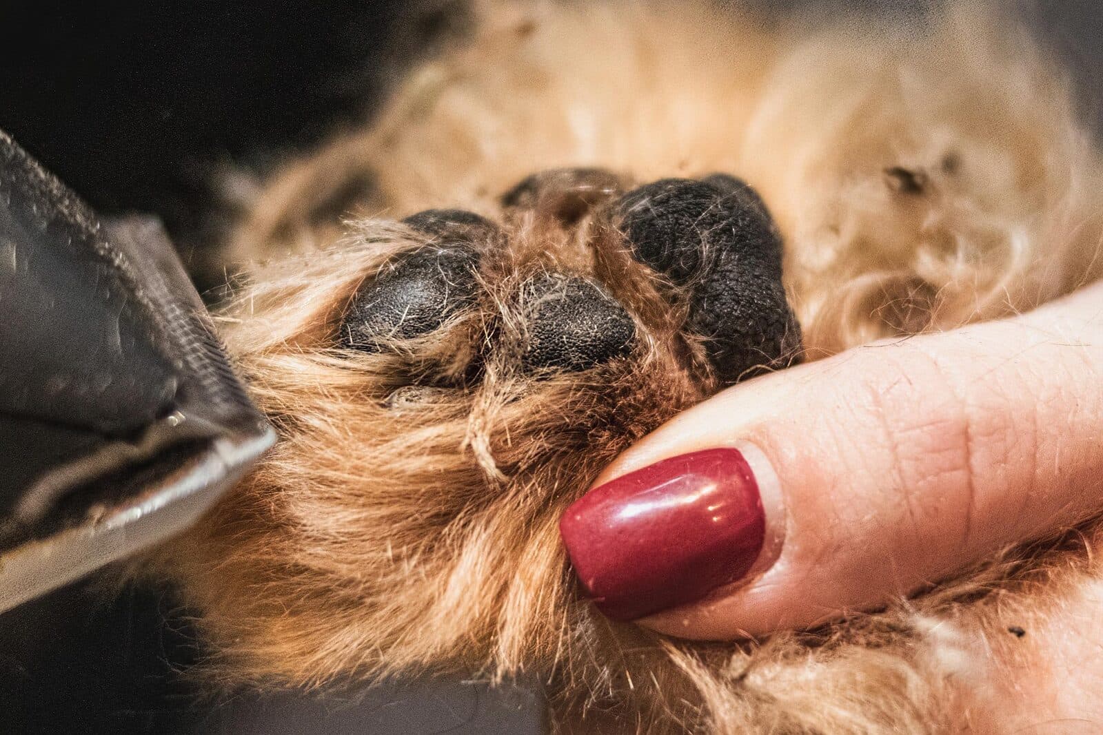 Close-up of a dog's paw with dark nails visible next to nail clippers