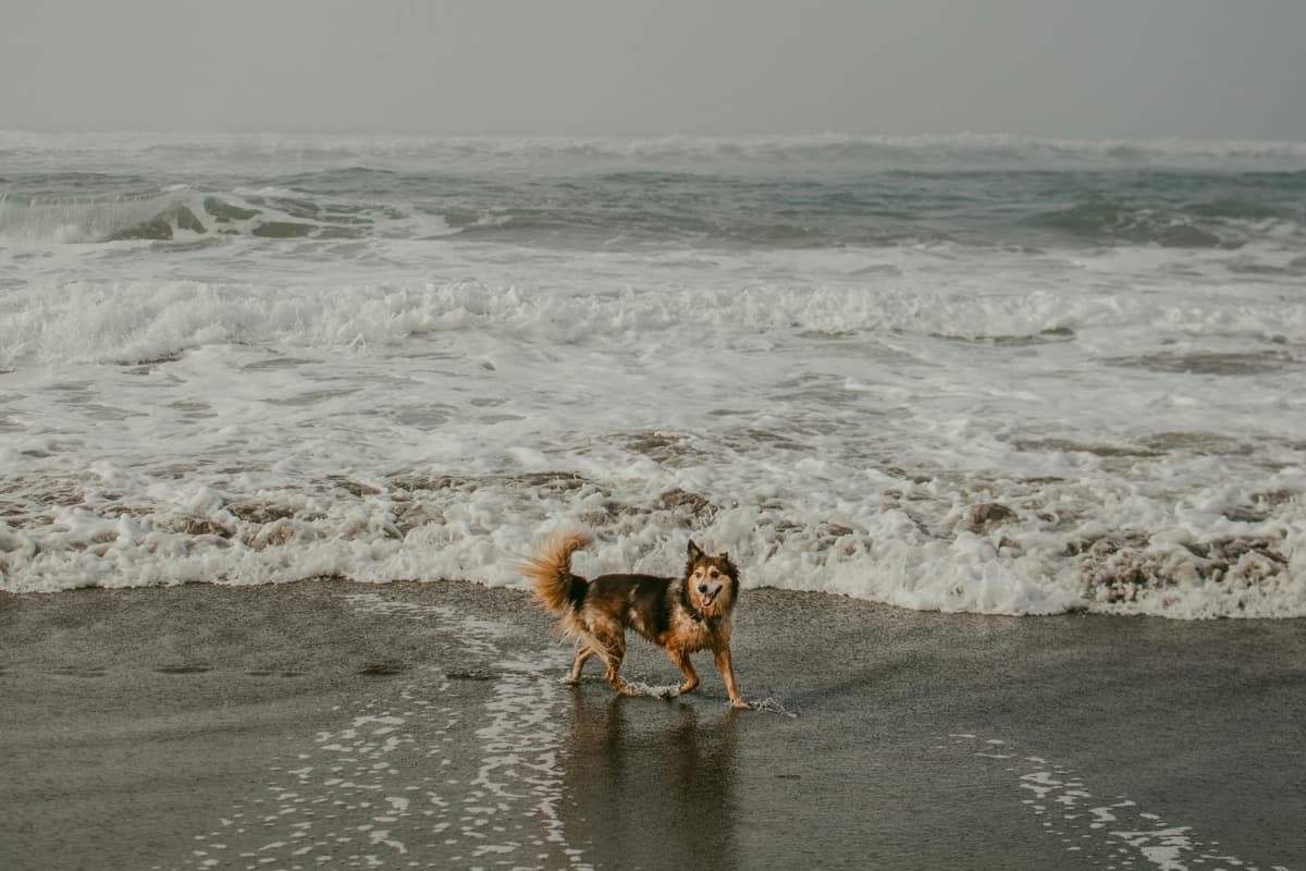 Dog playing in ocean waves - regular grooming keeps active dogs healthy