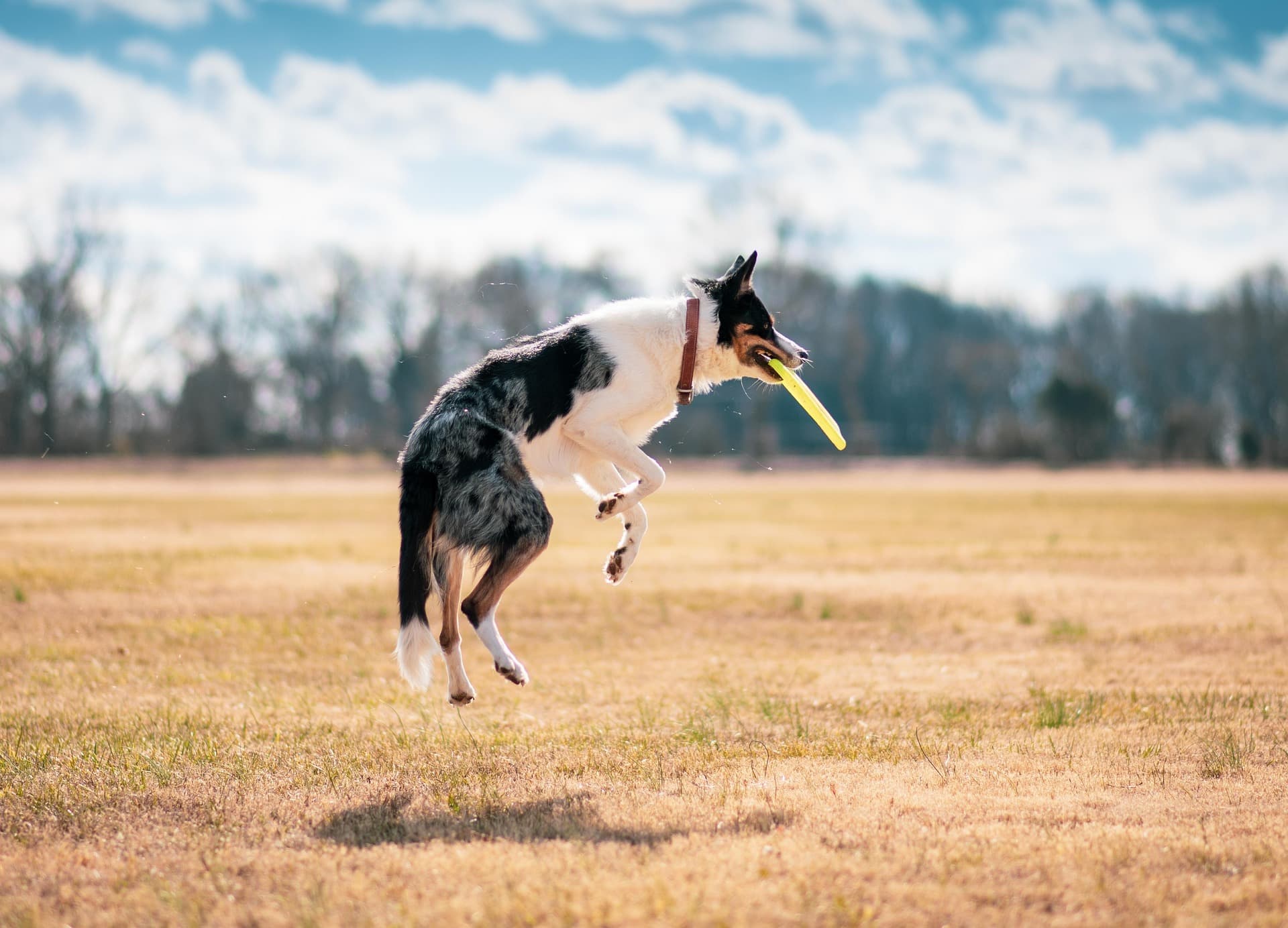 Border Collie a apanhar um frisbee no parque - parques para caes em Lisboa