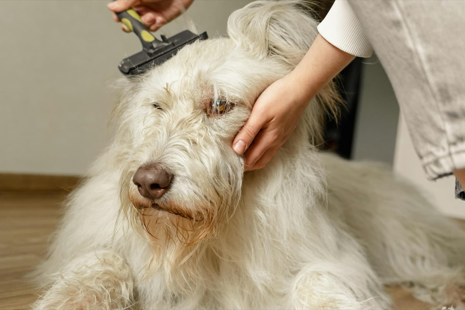 A person gently brushing a white fluffy dog with a slicker brush, holding the ear back to work the coat section by section