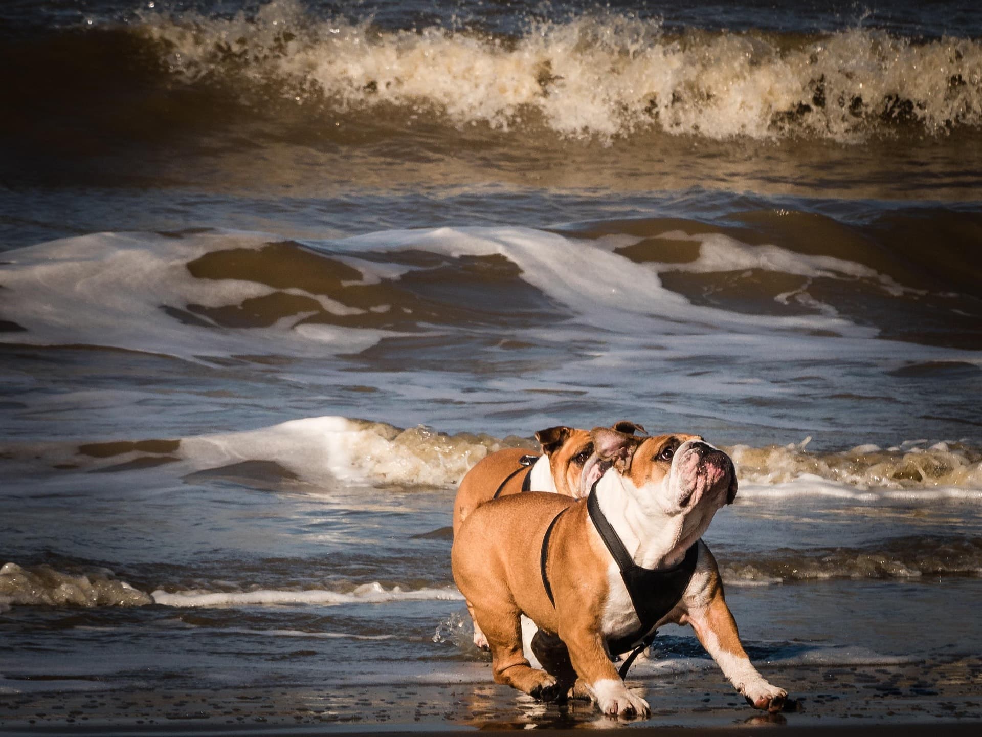 Bulldogs a passear na praia com ondas - praias dog-friendly em Lisboa
