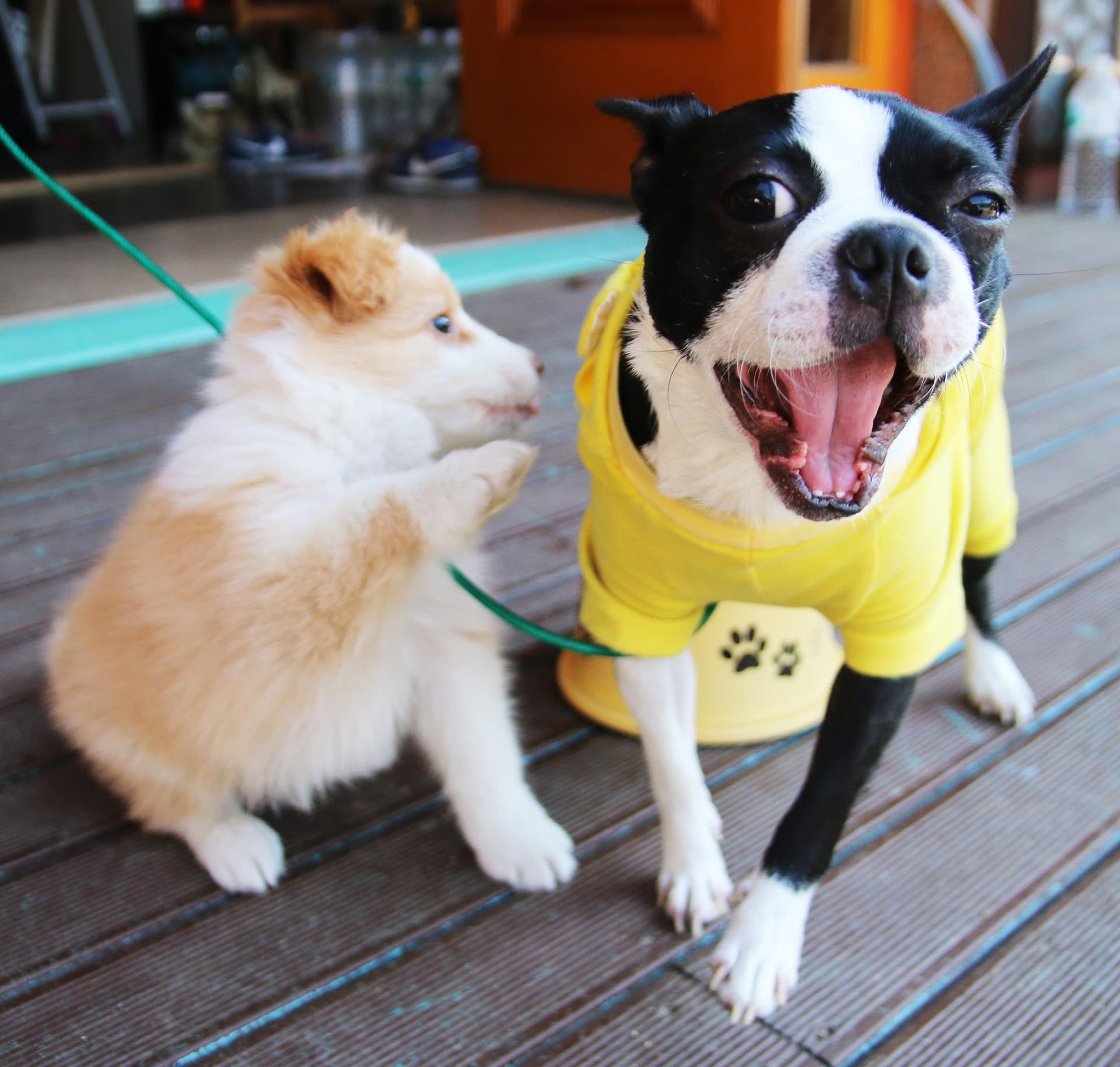 Two dogs sitting at a pet-friendly cafe terrace - dog-friendly restaurants in Lisbon