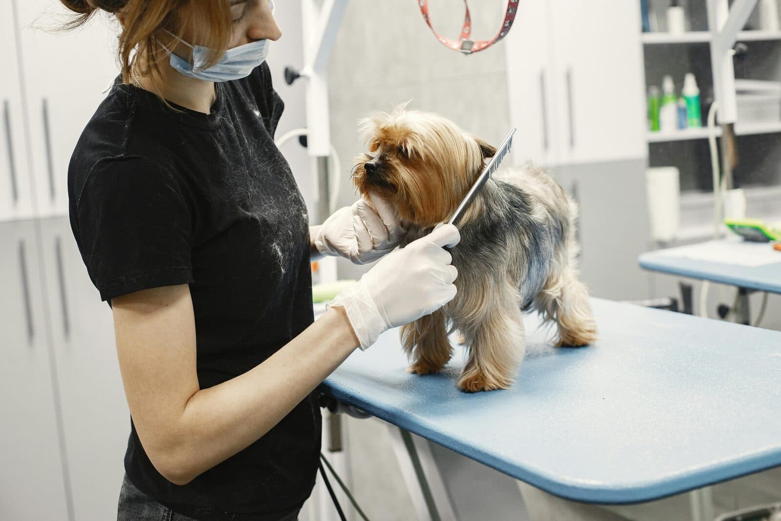 Professional groomer using a metal comb on a Yorkshire Terrier on a grooming table in a salon