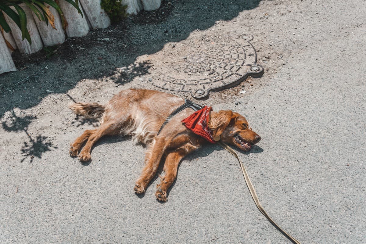 Happy dog relaxing on Lisbon street after grooming session