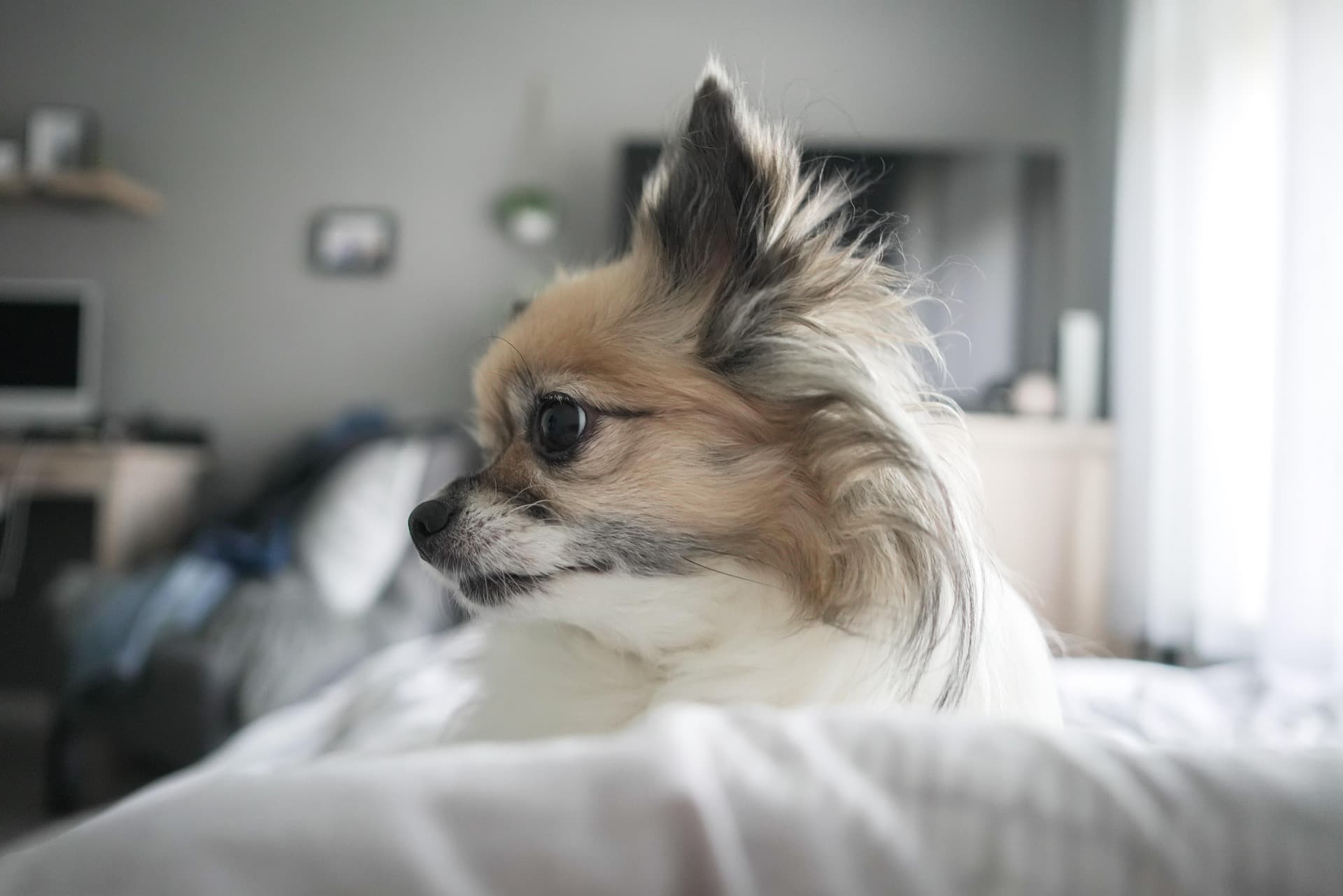 Chihuahua de pelo comprido com pelo sedoso em casa - escovagem regular mantem o pelo saudavel