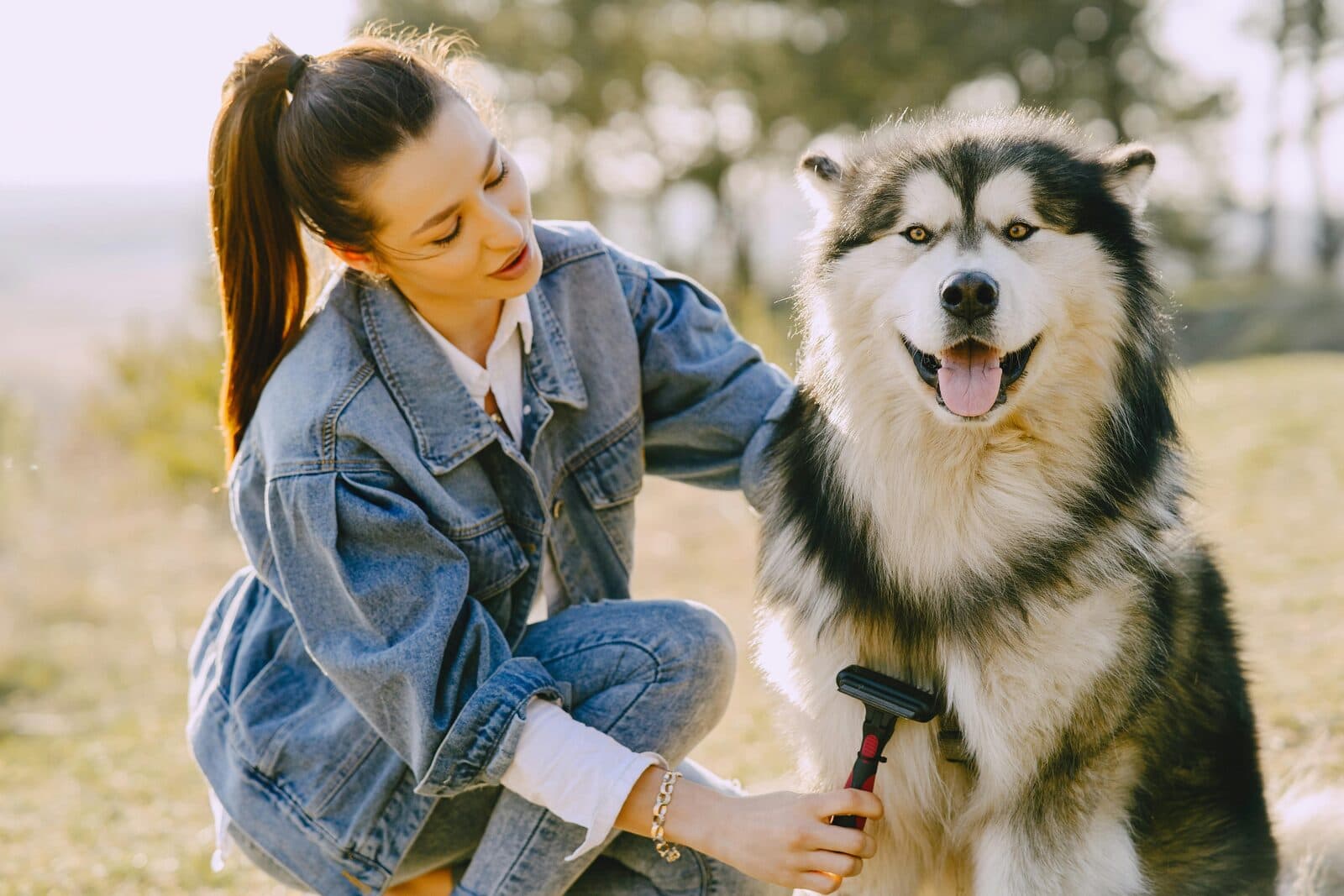 Young woman brushing an Alaskan Malamute's thick double coat outdoors with a deshedding tool