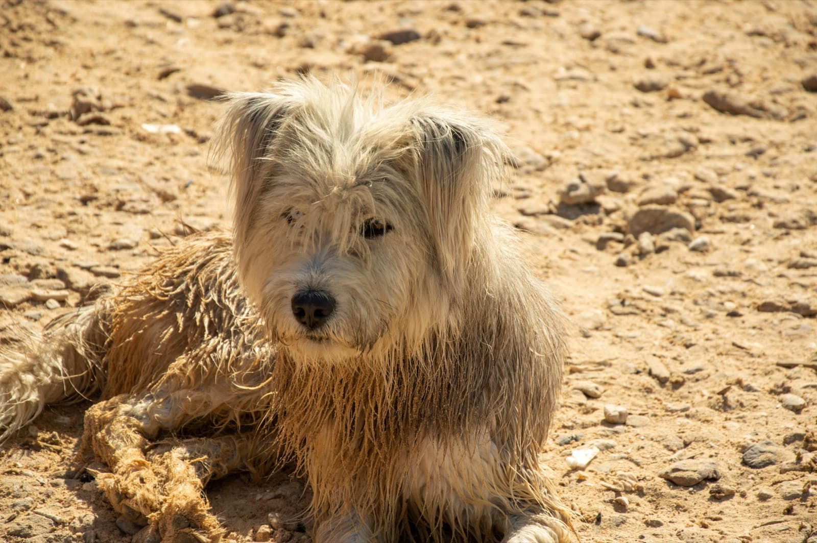 A severely neglected white dog with heavily matted coat forming dreadlocks, sitting on dry dusty ground