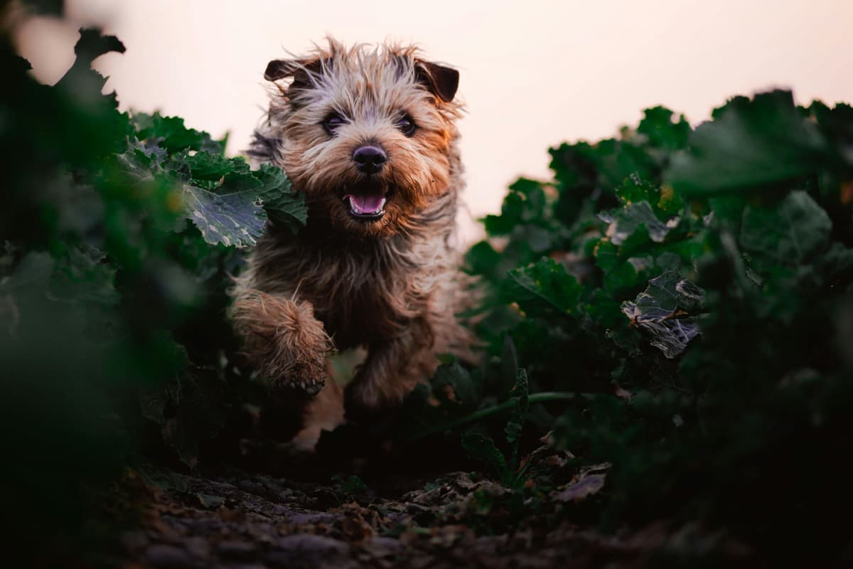 Norfolk terrier with wire coat running through field - hand stripped coat in action