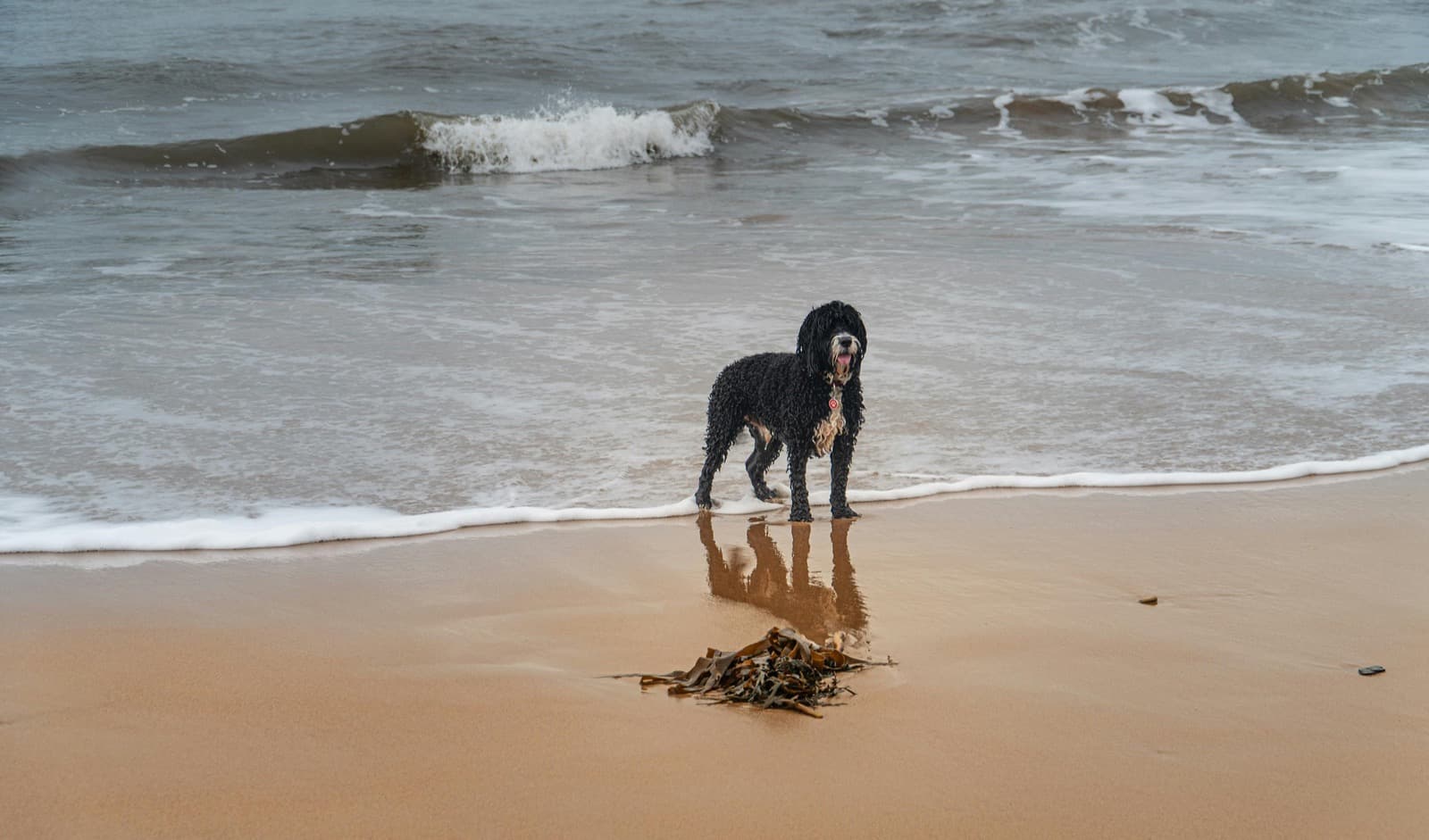 A black Portuguese Water Dog with classic lion cut standing in the Atlantic surf on a sandy beach, seaweed in the foreground