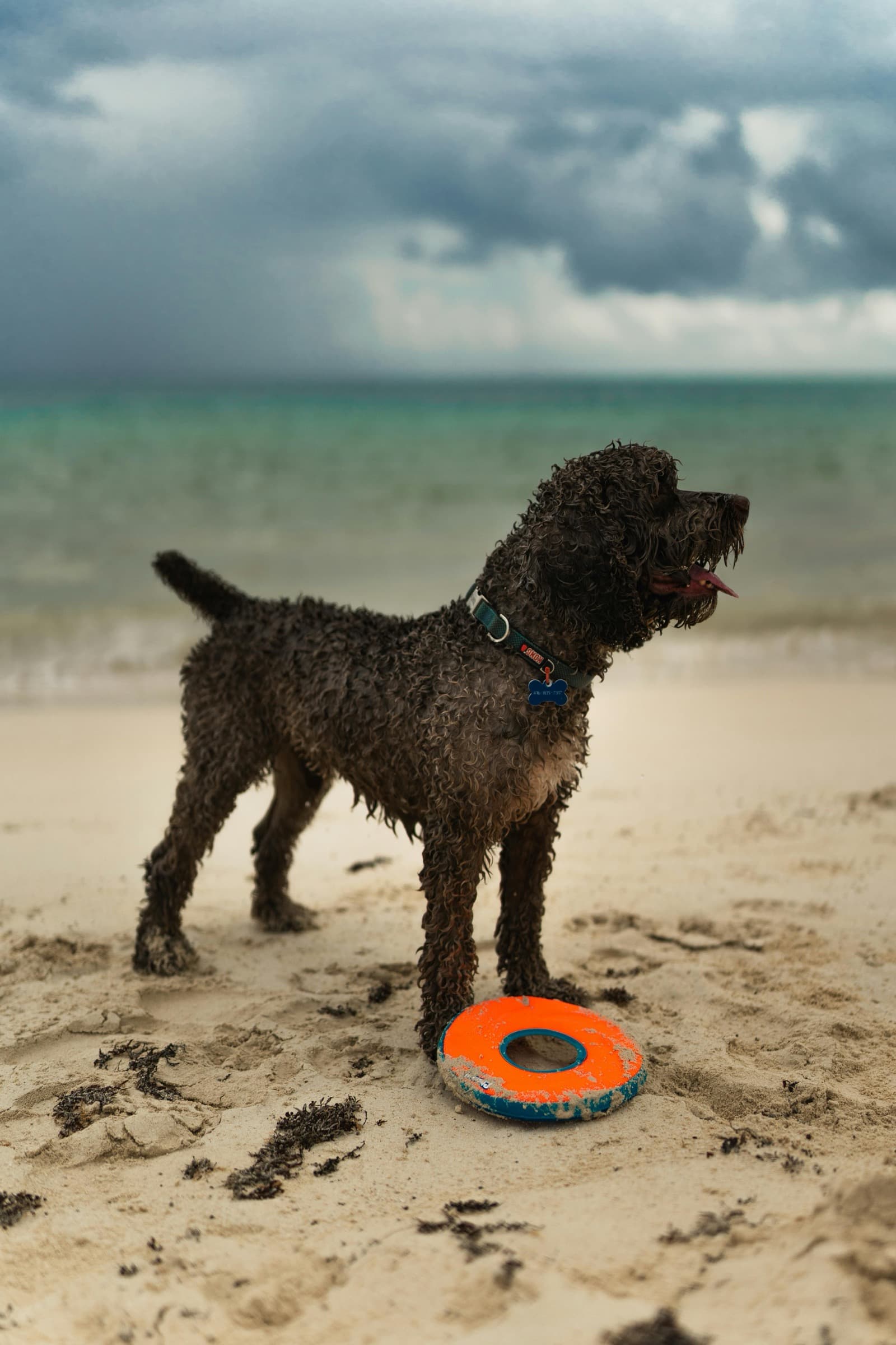 Un Perro de Agua Portugues de pelo cacheado de pie en una playa de arena junto a un juguete naranja muy usado, con la lengua fuera tras un bano y nubes de tormenta al fondo