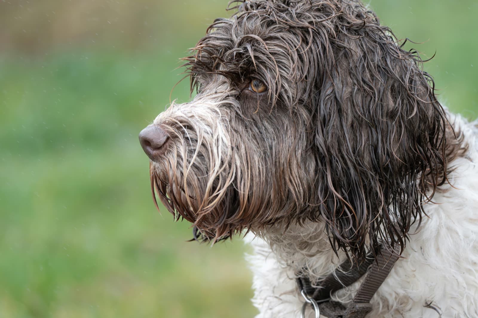 Perfil en primer plano de un Perro de Agua Portugues mojado que muestra la textura cacheada y ondulada del pelo unico a lo largo del hocico y la cabeza