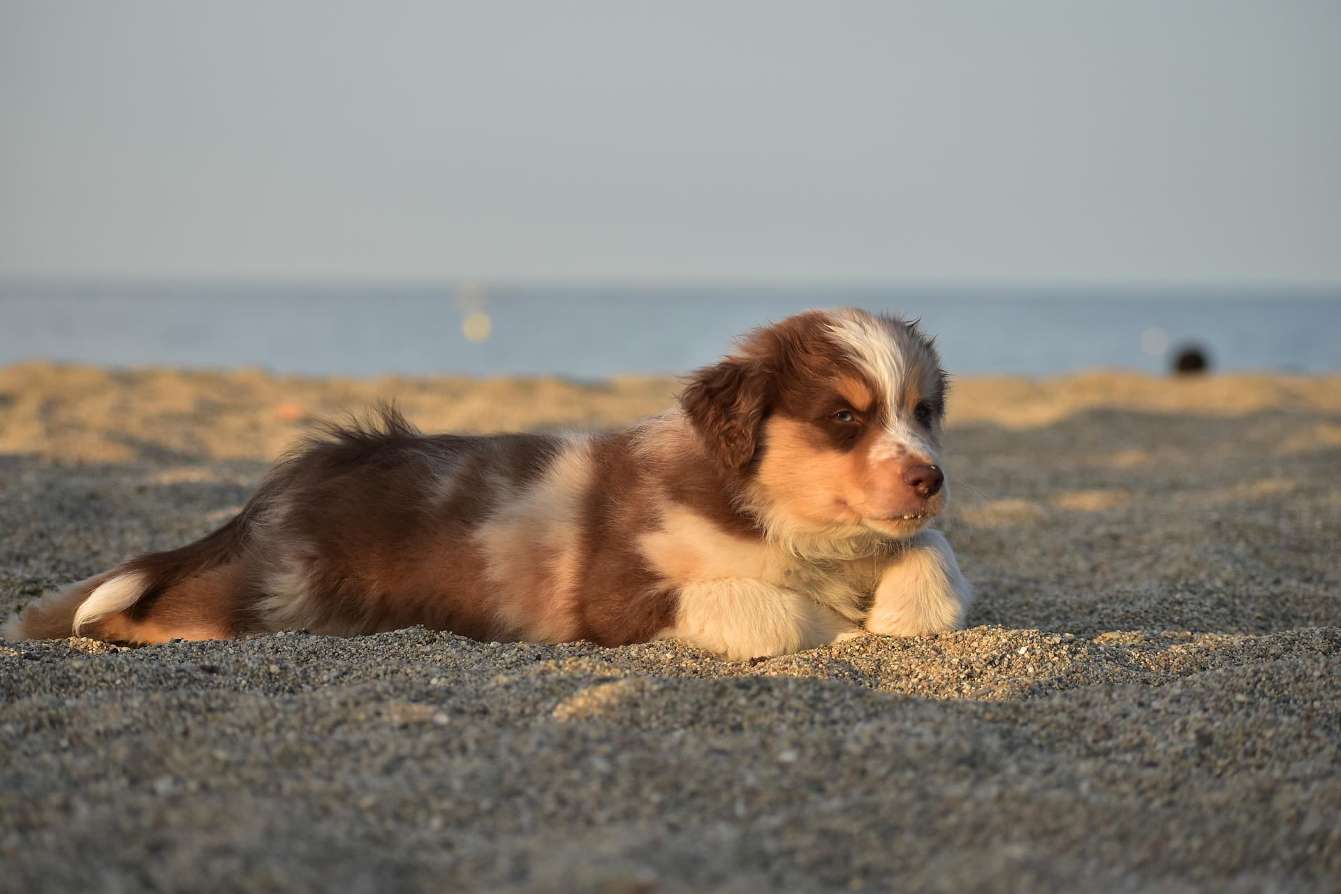 Cachorro Pastor Australiano relaxando na praia - cachorro calmo antes do primeiro grooming