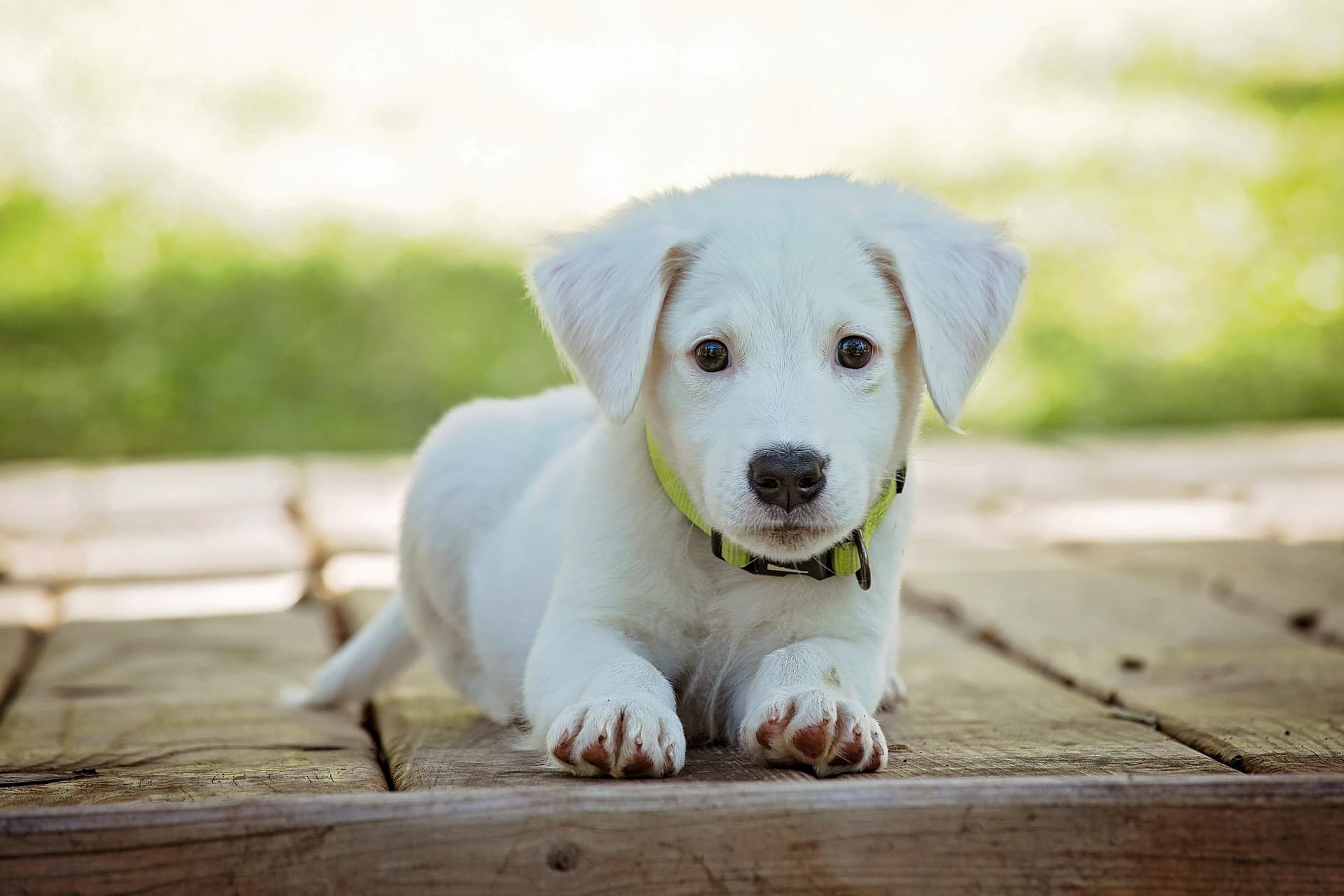 Cachorro branco deitado no deck de madeira - preparacao para primeira visita ao groomer
