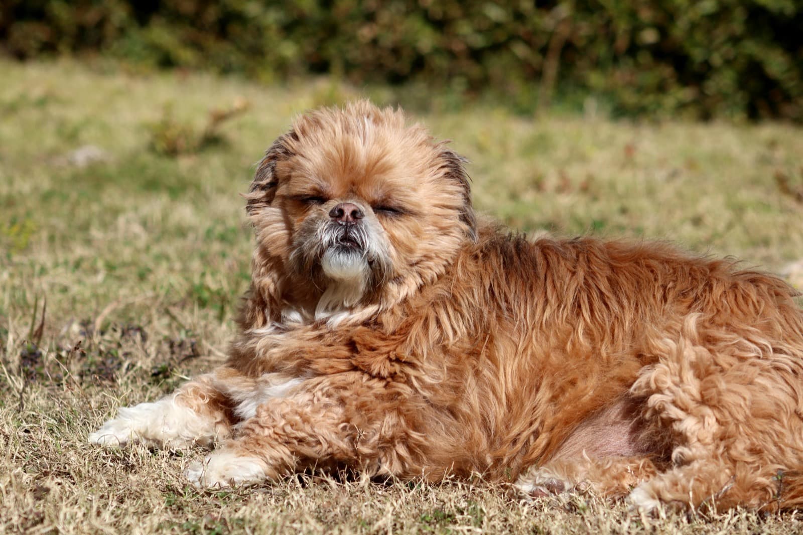 Um cao de pelo longo e ruivo deitado na relva, com o pelo emaranhado e sinais iniciais de ne