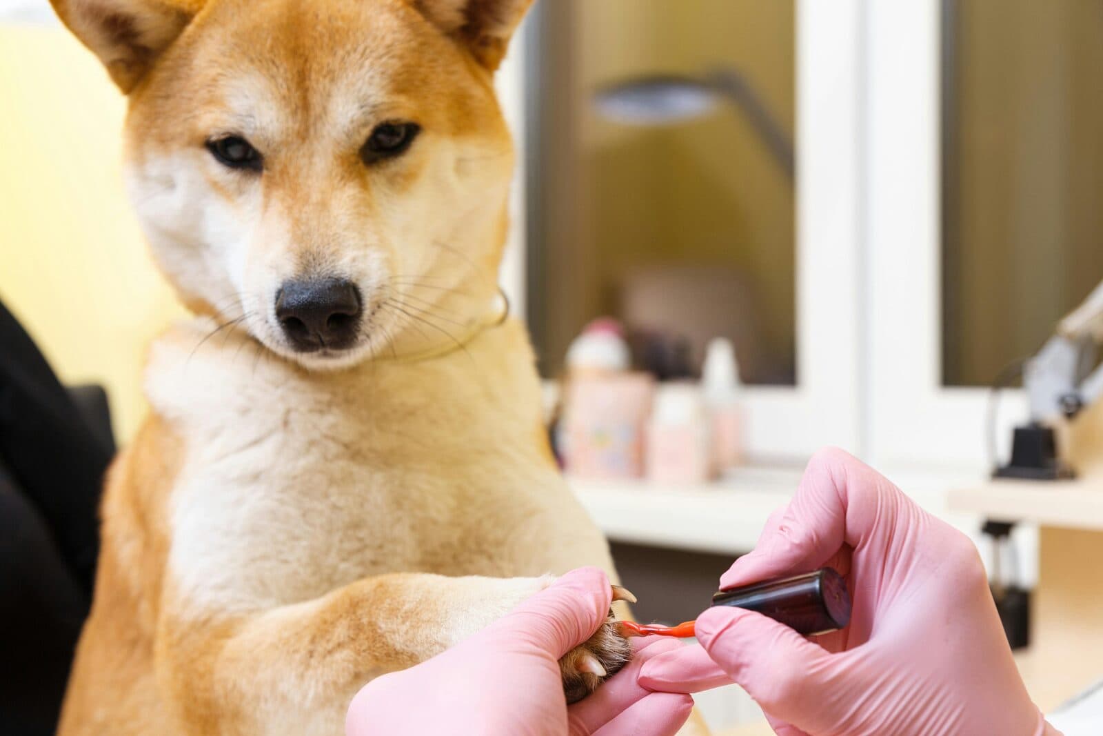 Shiba Inu at a grooming salon while a groomer in pink gloves applies nail polish