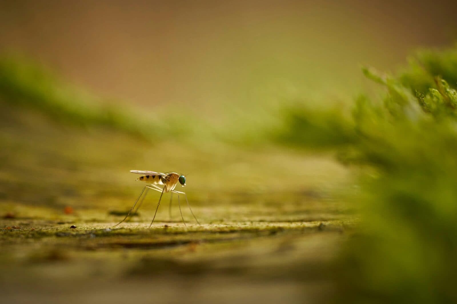 Tiny flying insect with long legs resting on a mossy surface, backlit