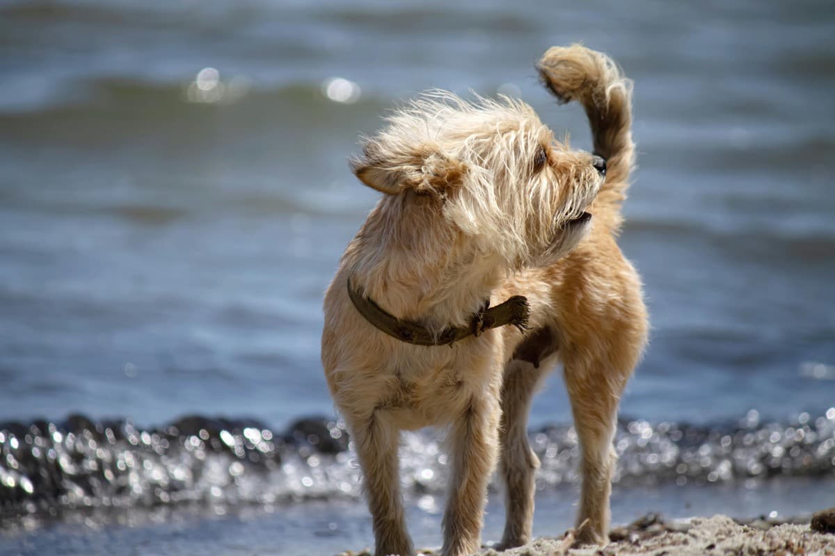 Terrier dog shaking off water at the beach - active dogs need regular grooming