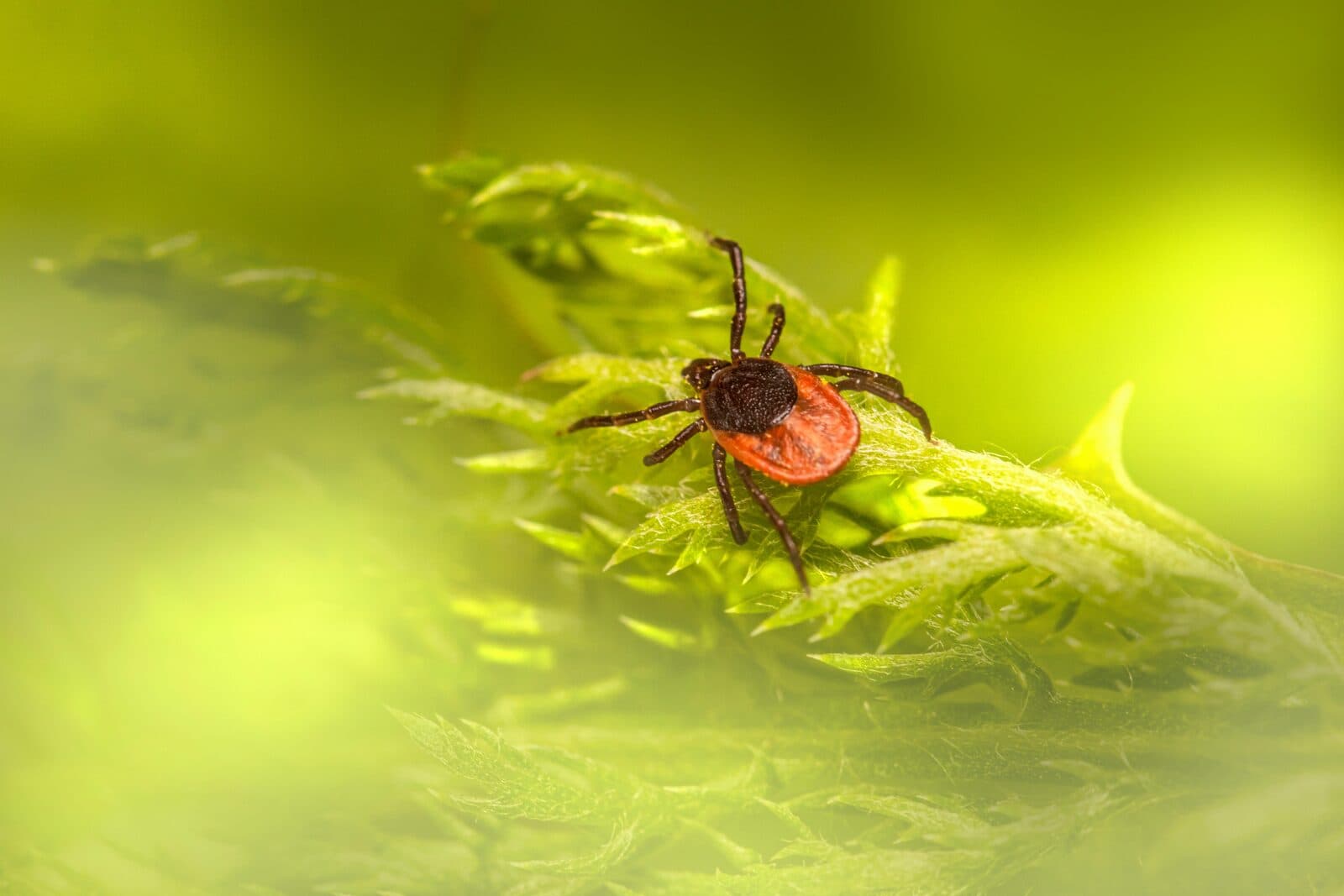 Tick waiting on the tip of a green leaf with its front legs extended