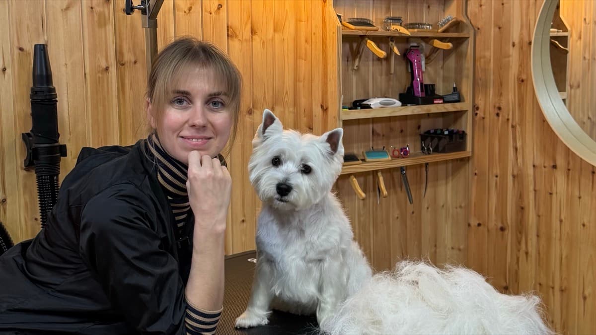 Viktoria Valietova a fazer hand stripping num West Highland White Terrier no salao PawsN'Surf em Lisboa