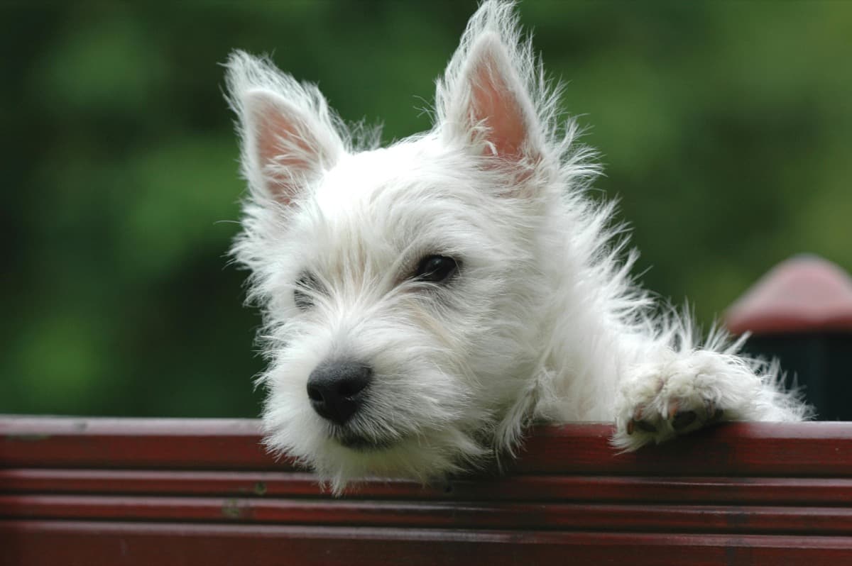West Highland White Terrier with characteristic wire coat that needs hand stripping