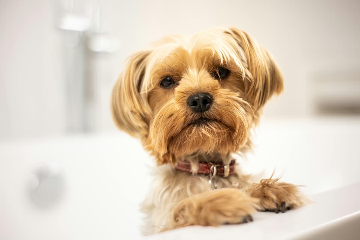 Yorkshire terrier during bath at professional grooming salon