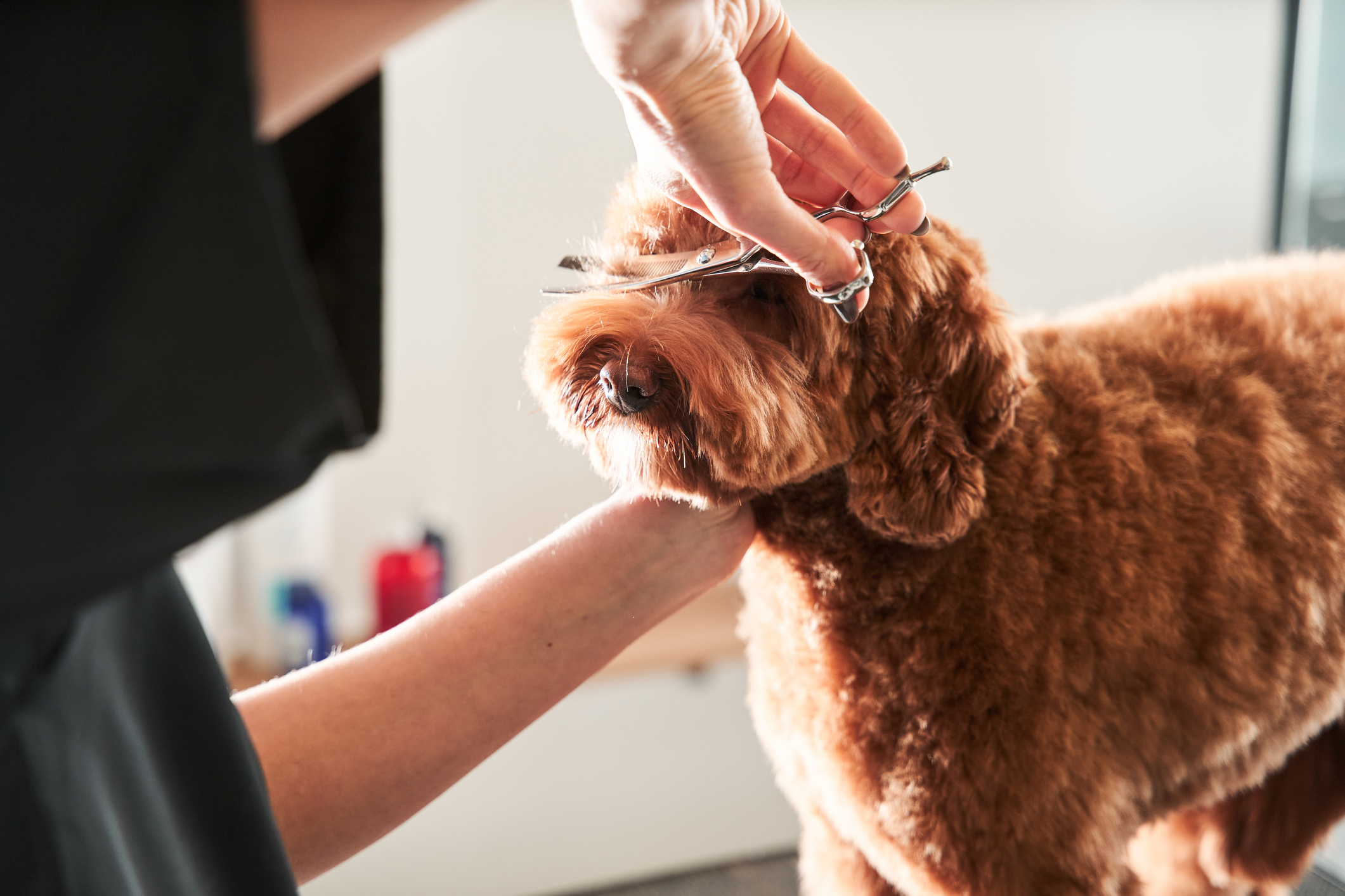 Grooming and Hand Stripping